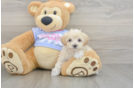 Small Maltipoo Baby