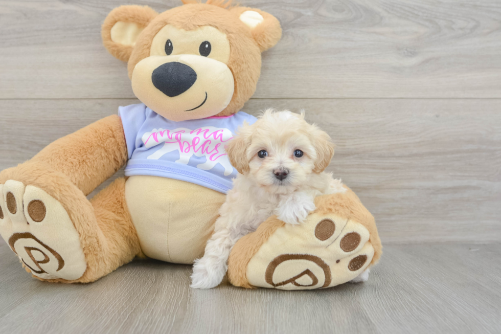 Small Maltipoo Baby