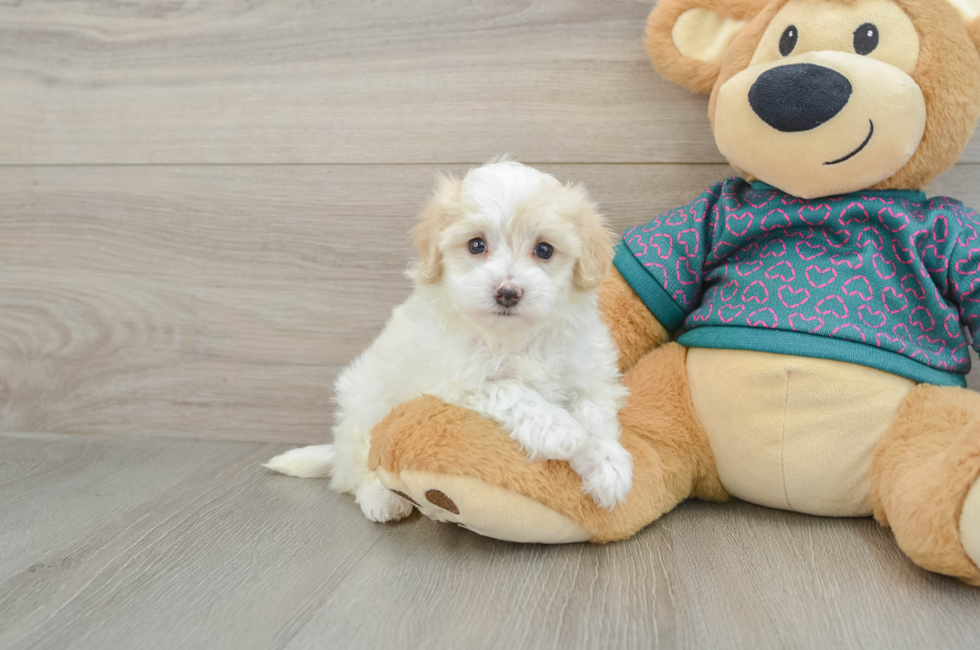 5 week old Maltipoo Puppy For Sale - Premier Pups