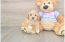 Playful Maltidoodle Poodle Mix Puppy
