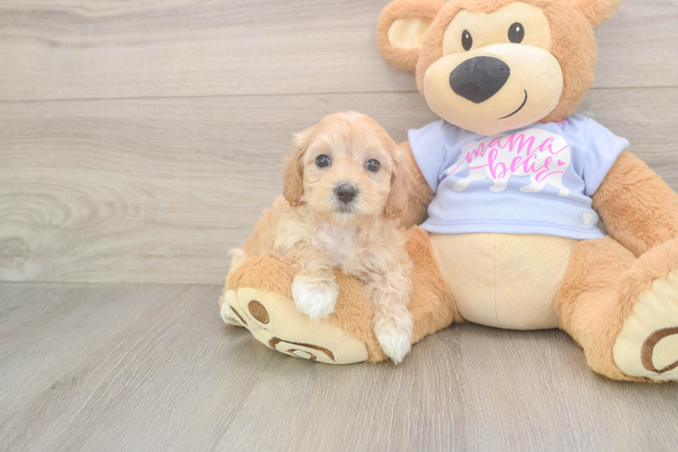 Playful Maltidoodle Poodle Mix Puppy