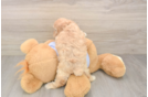 Best Maltipoo Baby
