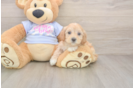 Best Maltipoo Baby