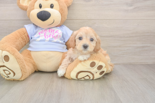 Best Maltipoo Baby