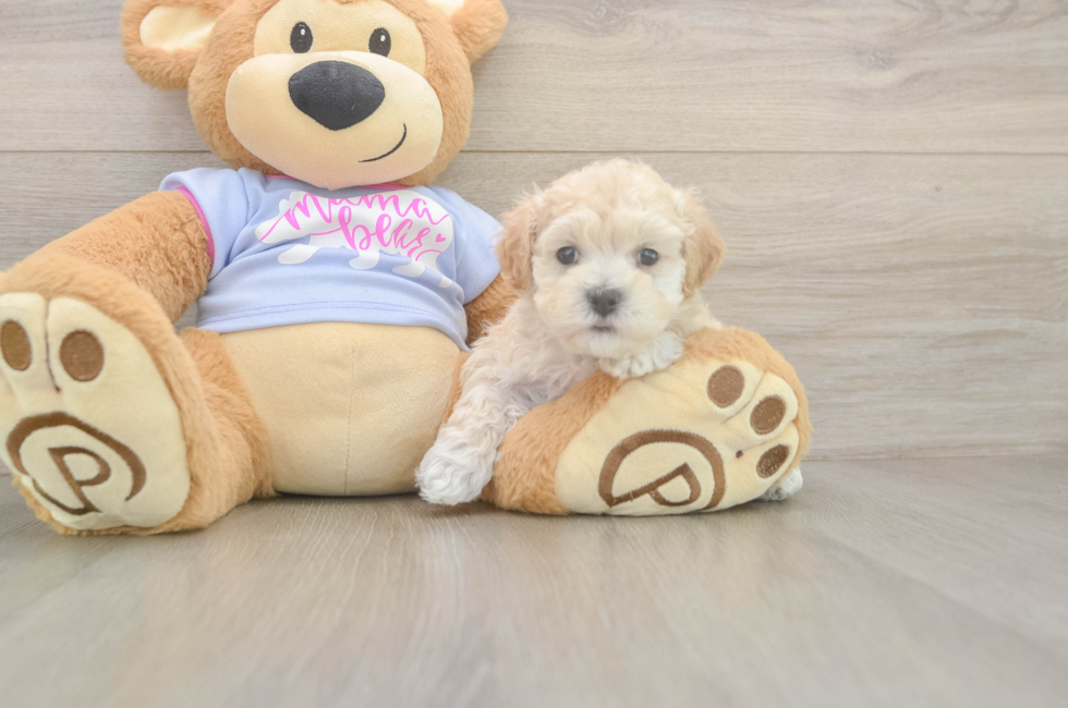 6 week old Maltipoo Puppy For Sale - Premier Pups