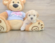 8 week old Maltipoo Puppy For Sale - Premier Pups 8 week old Maltipoo Puppy For Sale - Premier Pups