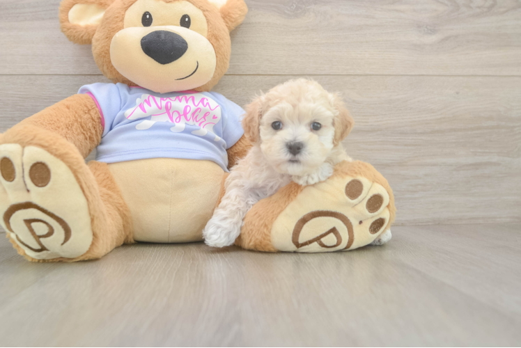 Meet Tofu - our Maltipoo Puppy Photo  1/3 - Premier Pups Cute Maltipoo Baby