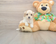8 week old Maltipoo Puppy For Sale - Premier Pups