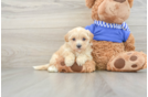 Maltipoo Puppy for Adoption