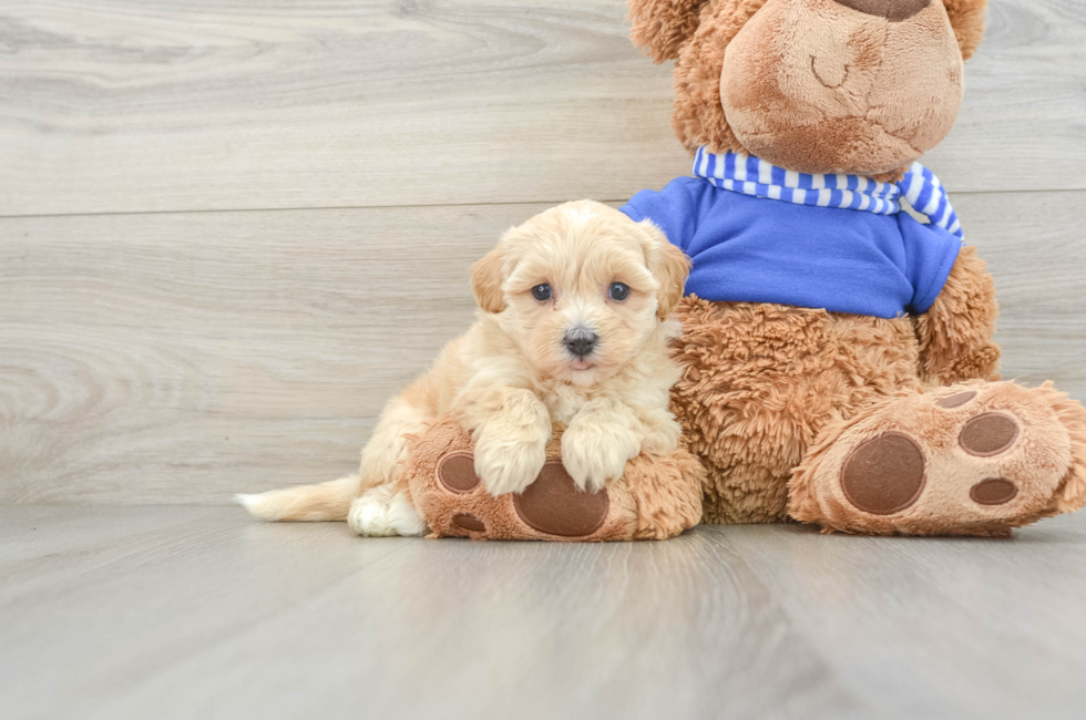 5 week old Maltipoo Puppy For Sale - Premier Pups