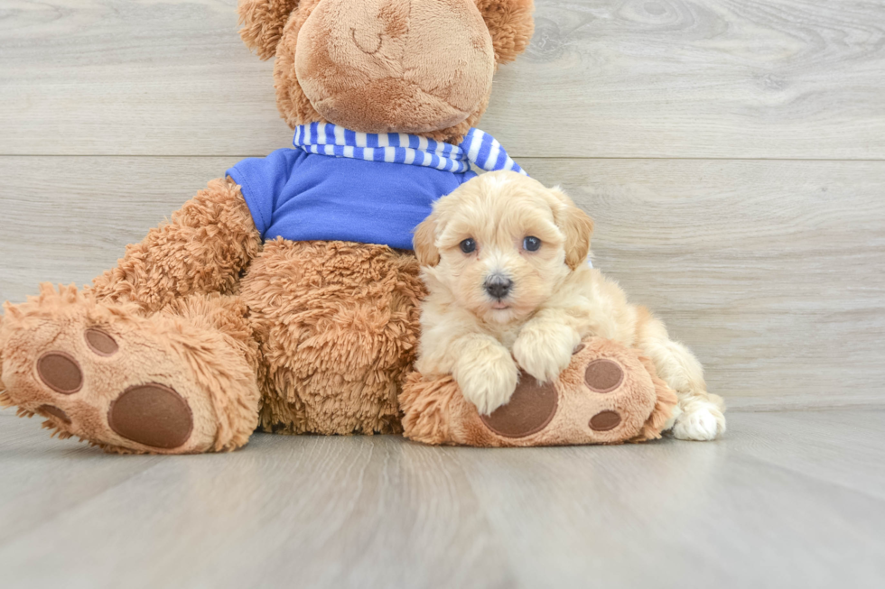 Maltipoo Puppy for Adoption