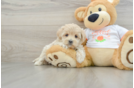 Maltipoo Puppy for Adoption