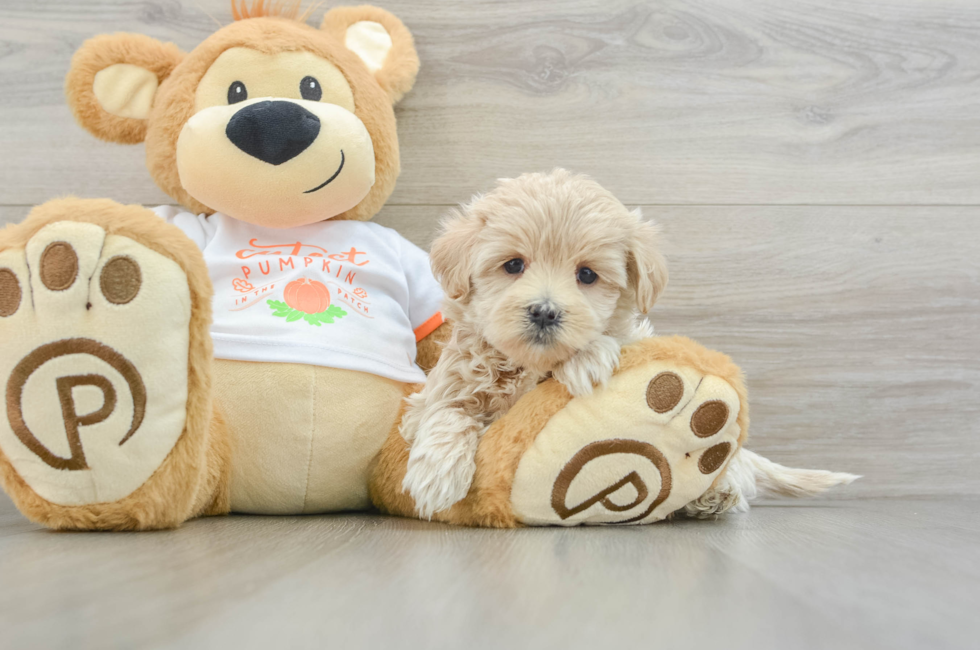 5 week old Maltipoo Puppy For Sale - Premier Pups