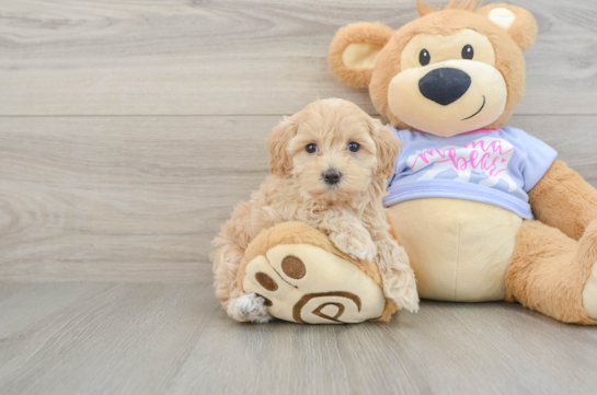 Friendly Maltipoo Baby