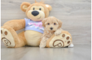 Popular Maltipoo Poodle Mix Pup
