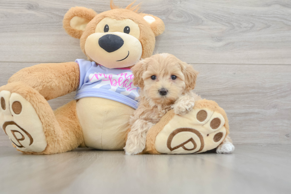 Popular Maltipoo Poodle Mix Pup