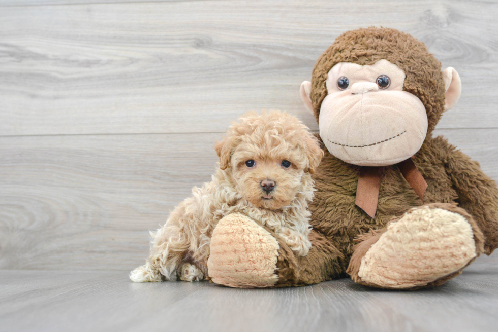 Maltipoo Puppy for Adoption