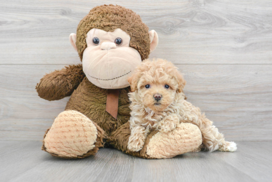 Maltipoo Pup Being Cute