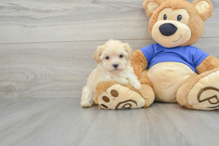 Little Maltepoo Poodle Mix Puppy