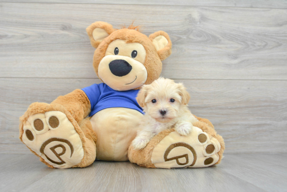 Little Maltepoo Poodle Mix Puppy