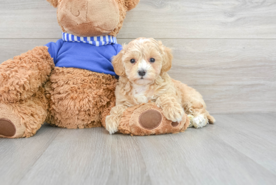 Popular Maltipoo Poodle Mix Pup