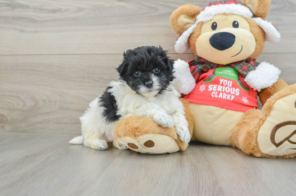 5 week old Maltipoo Puppy For Sale - Premier Pups