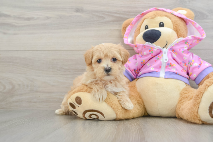 Petite Maltipoo Poodle Mix Pup