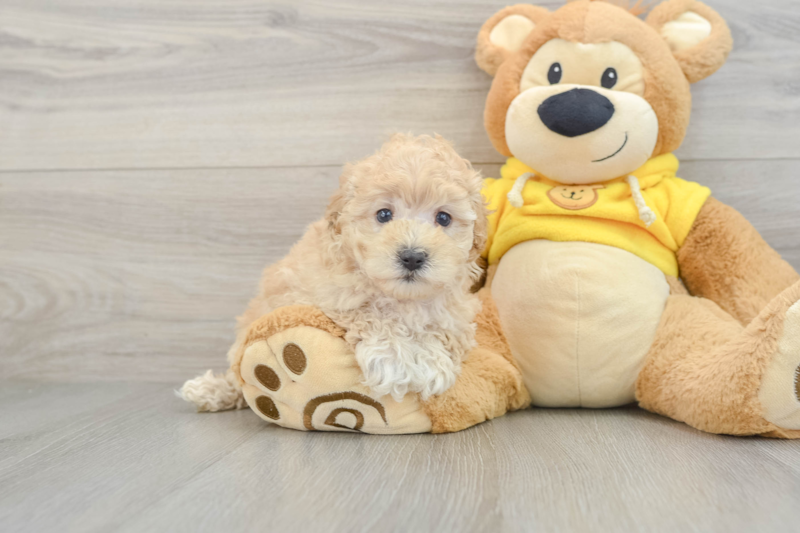 Meet Tokyo - our Maltipoo Puppy Photo 1/3 - Premier Pups
