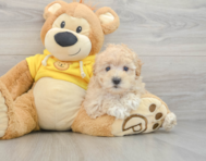 8 week old Maltipoo Puppy For Sale - Premier Pups