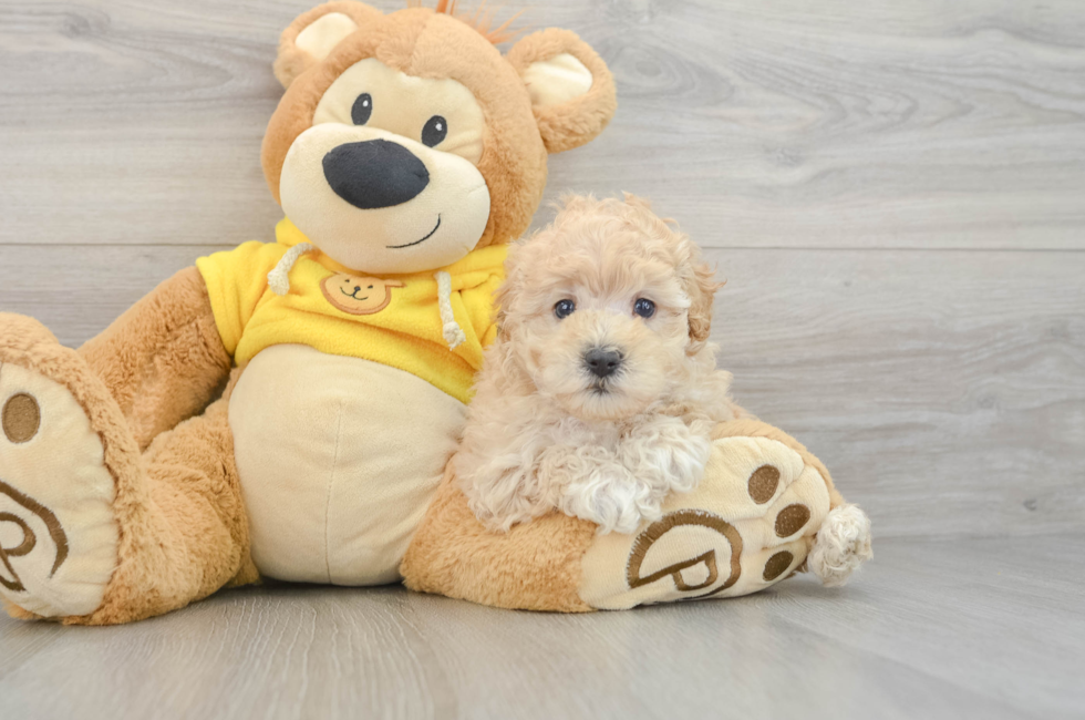 5 week old Maltipoo Puppy For Sale - Premier Pups