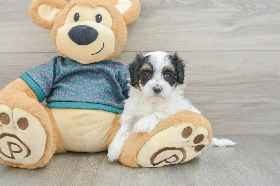 5 week old Maltipoo Puppy For Sale - Premier Pups