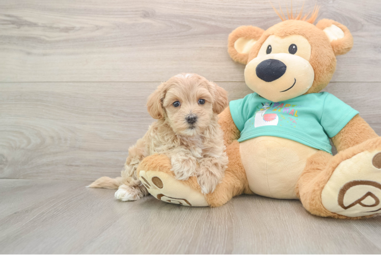 Maltipoo Puppy for Adoption