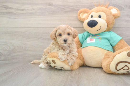 Maltipoo Puppy for Adoption