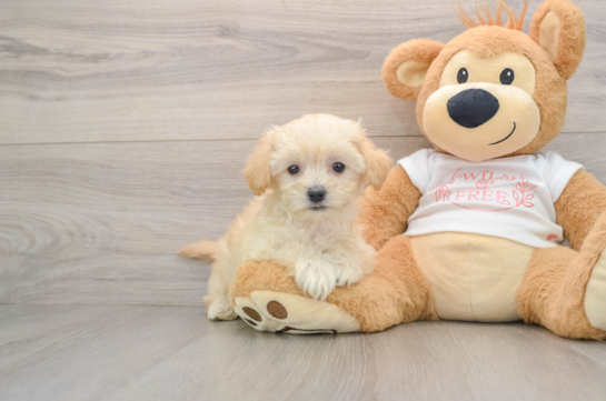 Energetic Maltepoo Poodle Mix Puppy