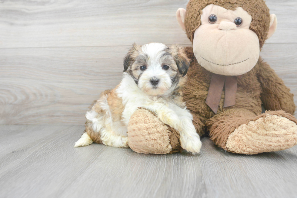 Fluffy Maltipoo Poodle Mix Pup