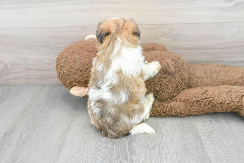 Playful Maltepoo Poodle Mix Puppy