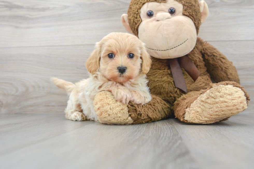 Maltipoo Pup Being Cute