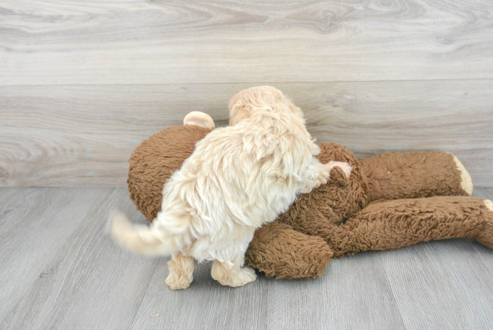 Popular Maltipoo Poodle Mix Pup