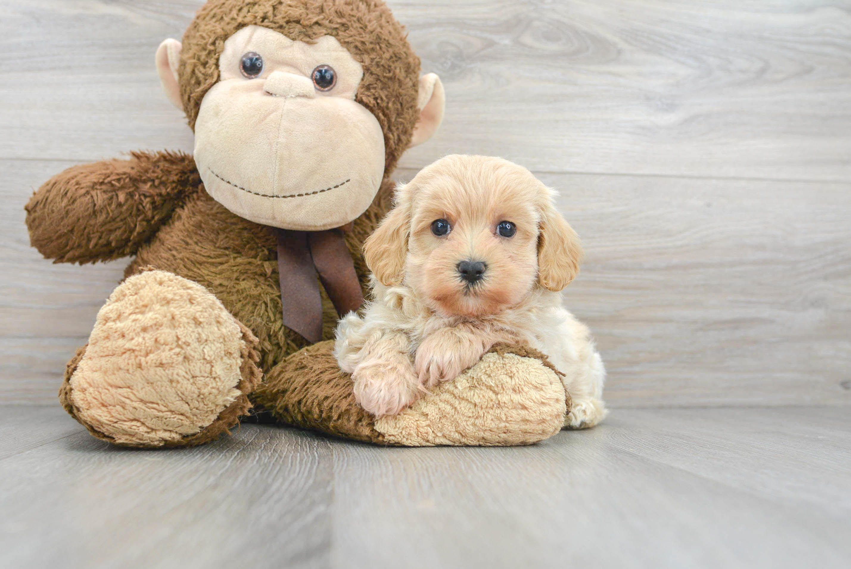 Maltipoo Puppy for Adoption
