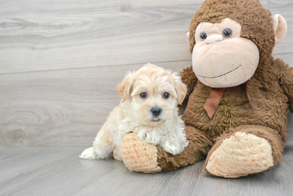Smart Maltipoo Poodle Mix Pup