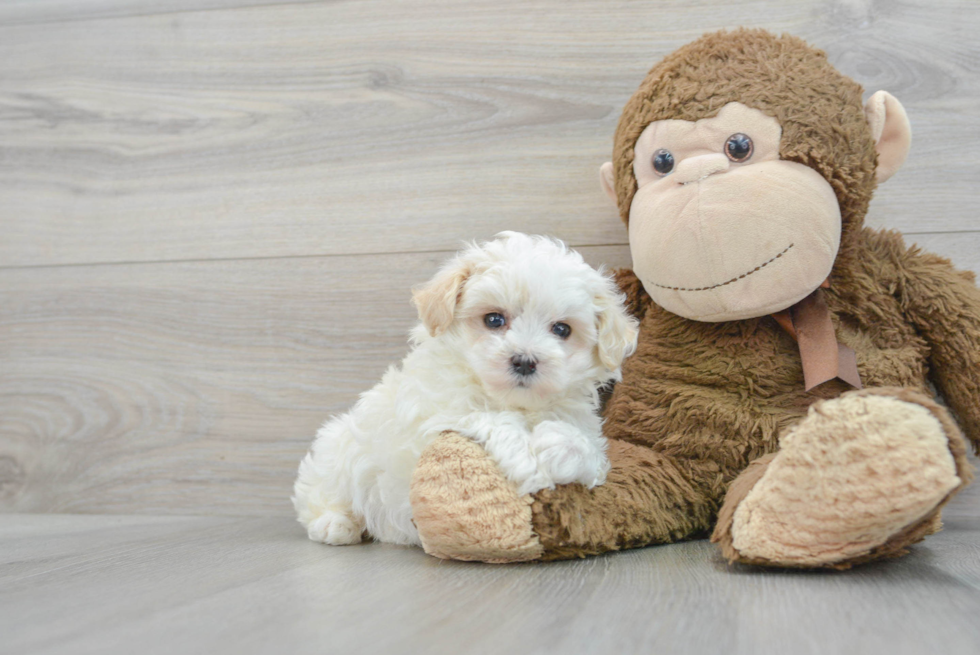 Best Maltipoo Baby