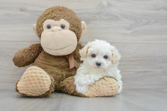 Maltipoo Puppy for Adoption