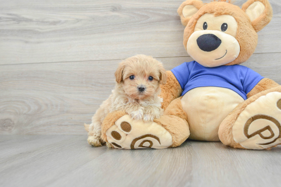 Maltipoo Pup Being Cute