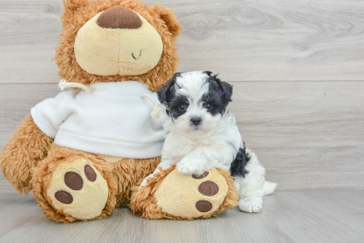 Best Maltipoo Baby