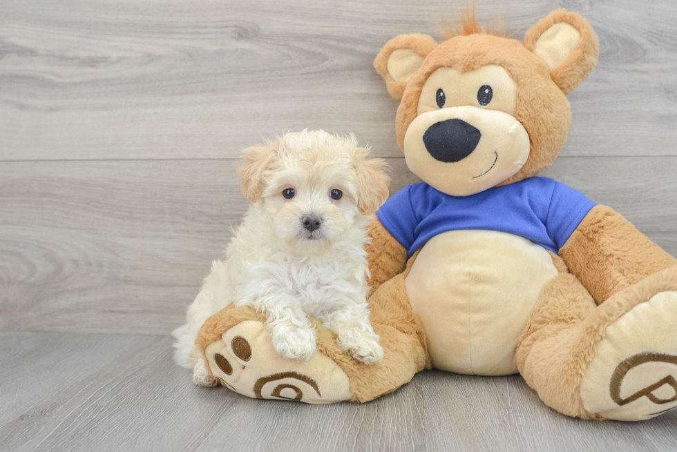 Best Maltipoo Baby