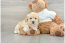 Maltipoo Pup Being Cute