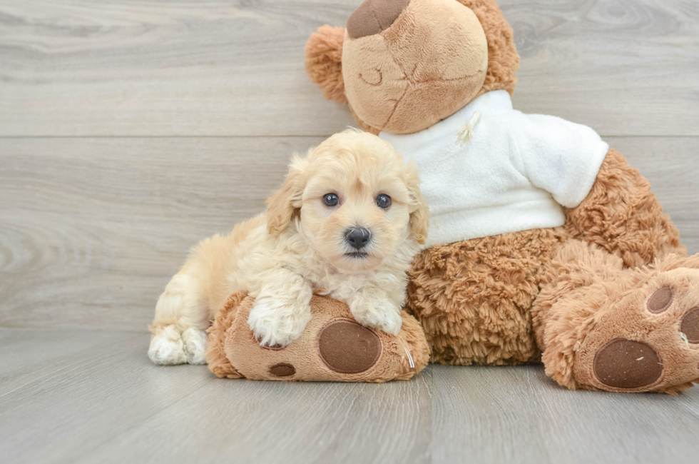 5 week old Maltipoo Puppy For Sale - Premier Pups