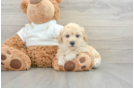 Sweet Maltipoo Baby