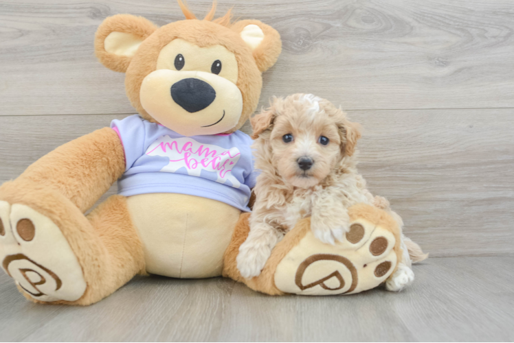 Friendly Maltipoo Baby