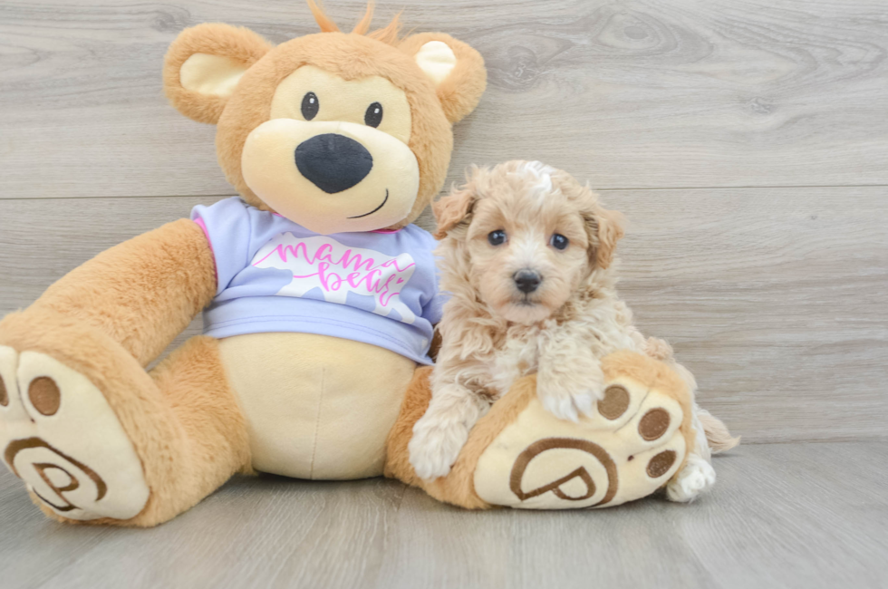 5 week old Maltipoo Puppy For Sale - Premier Pups